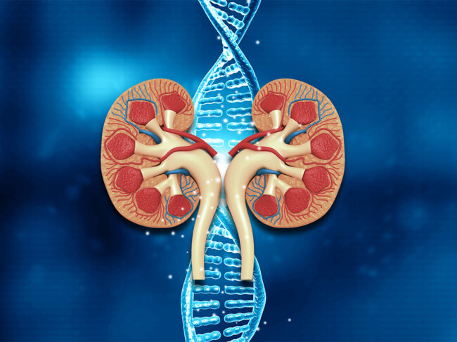 Illustration of kidneys with DNA double helix